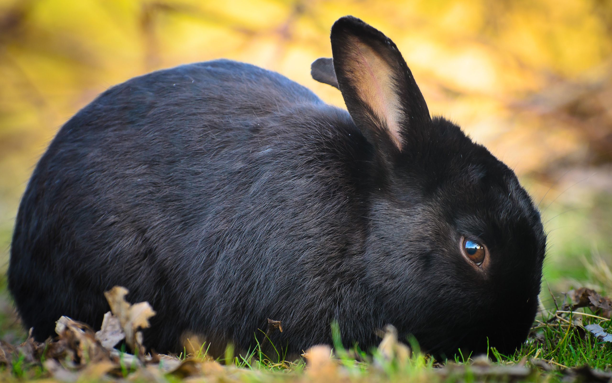 Black Bunnies Free Wallpapers