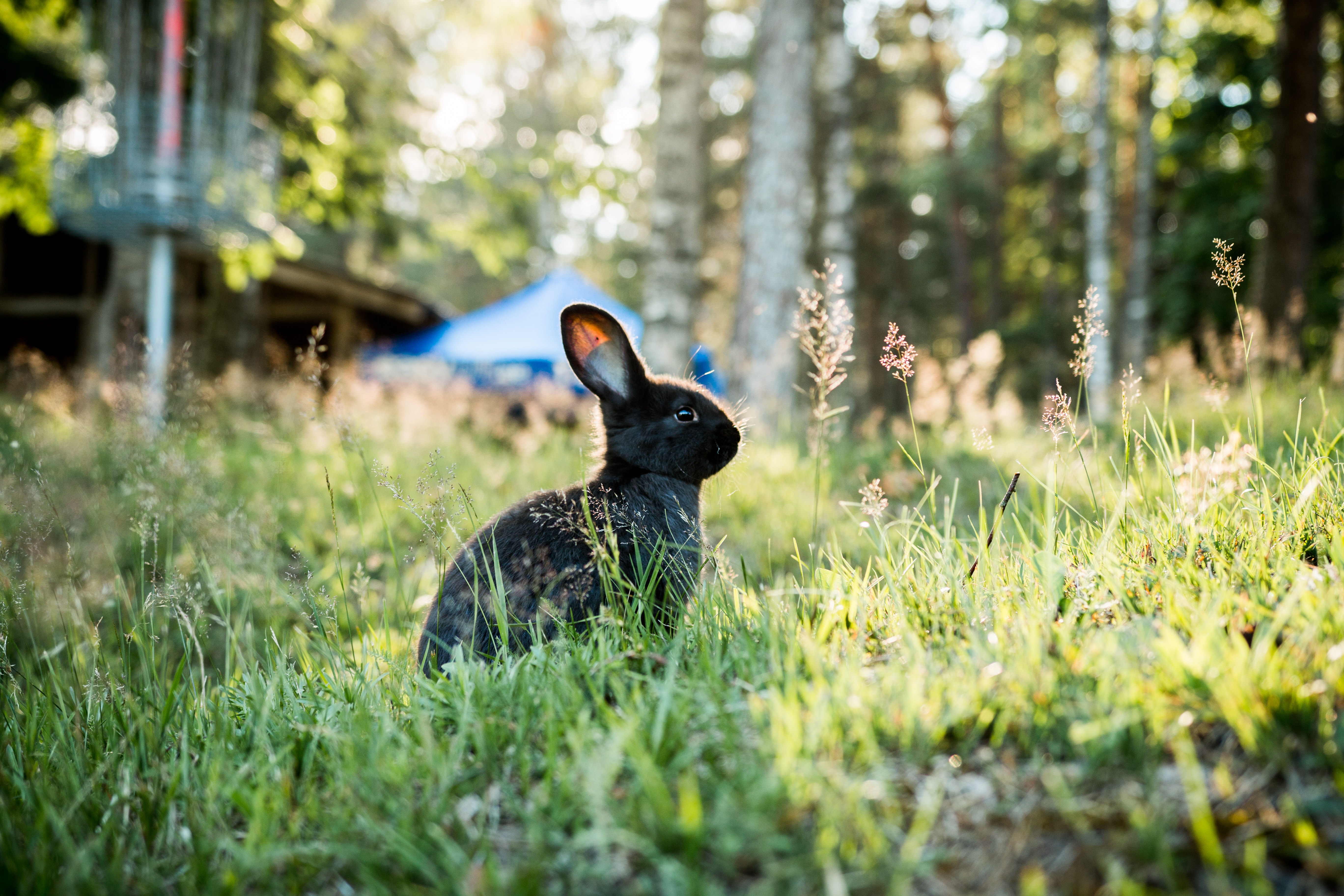 Black Bunnies Free Wallpapers