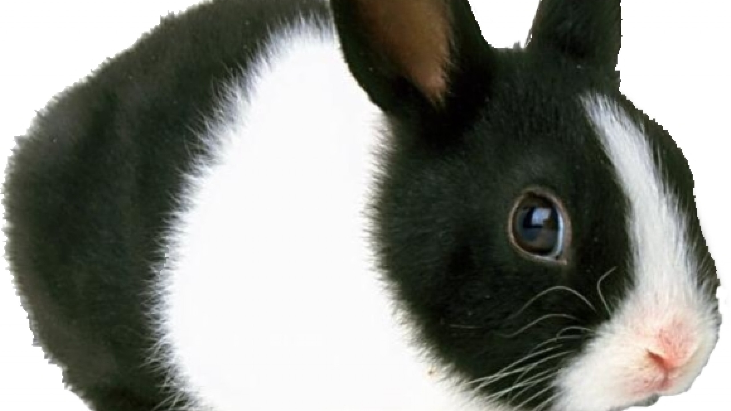 Black Bunnies Free Wallpapers