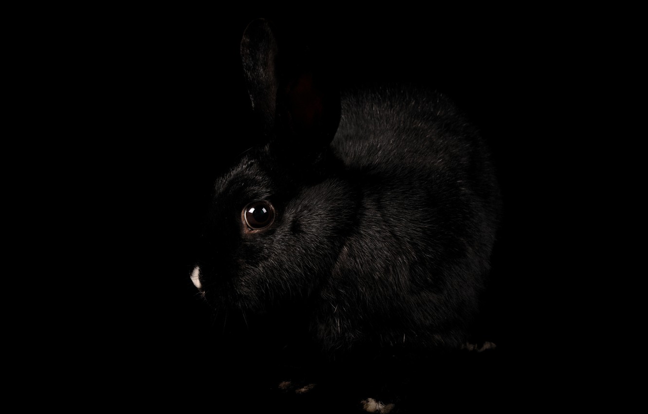 Black Bunnies Free Wallpapers