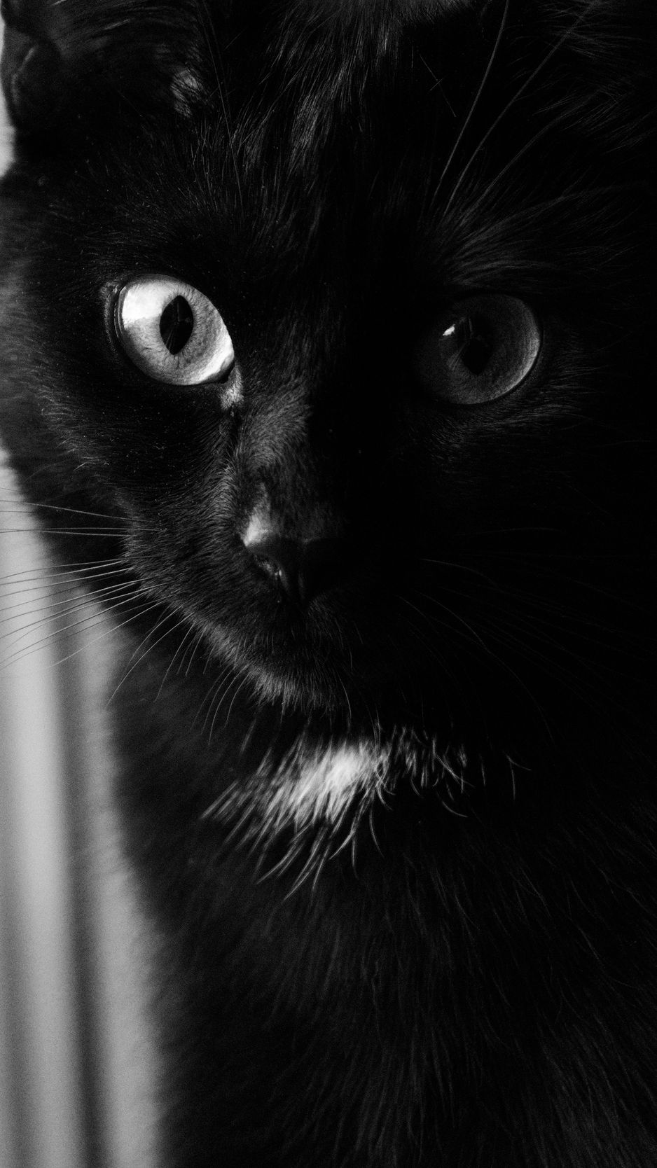 Black Cat Eye Wallpapers