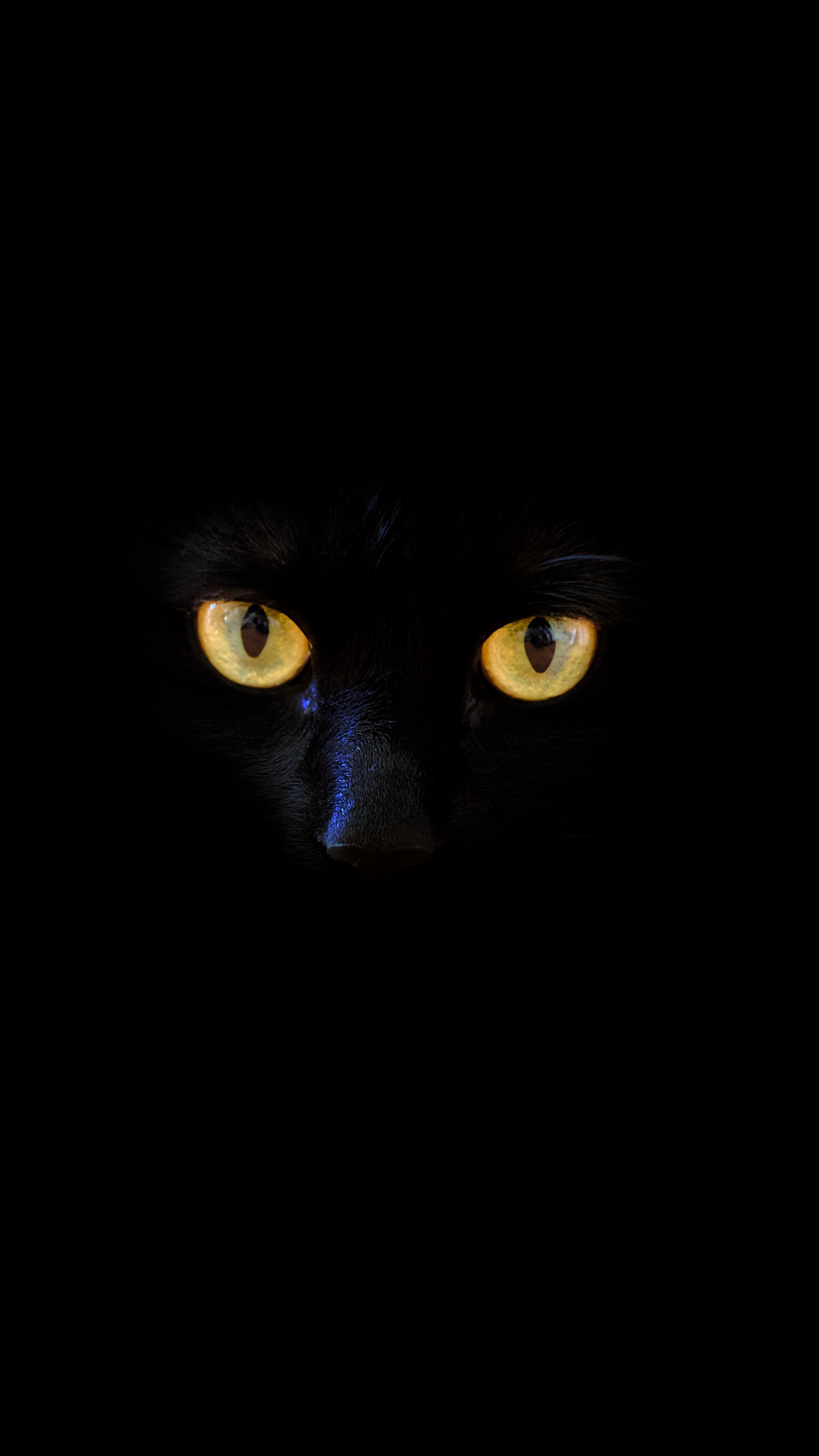 Black Cat Eye Wallpapers