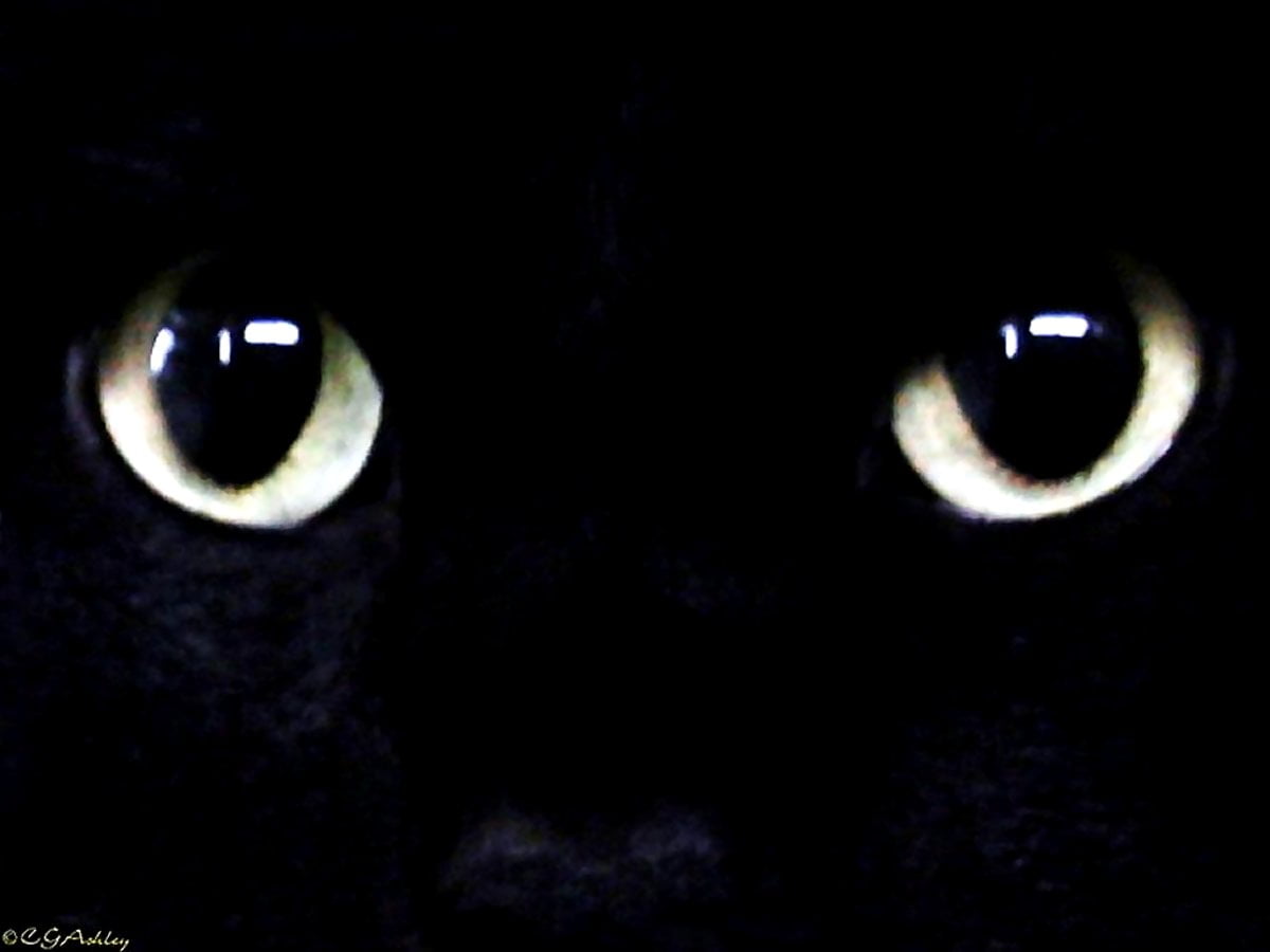 Black Cat Eye Wallpapers