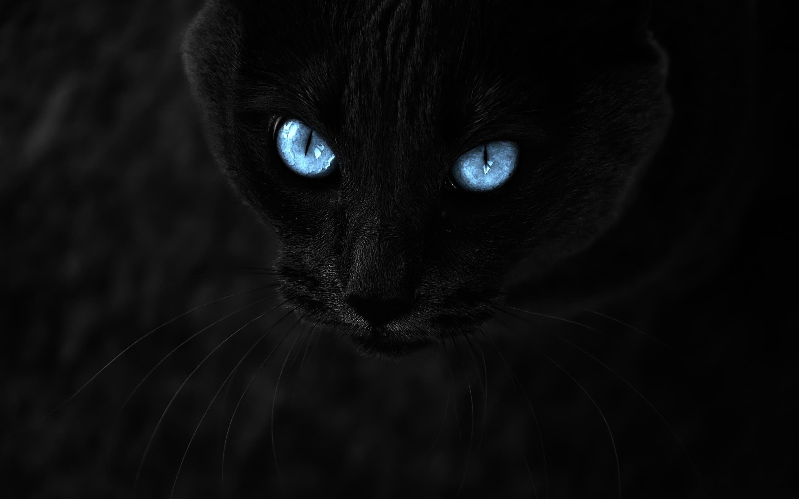 Black Cat Eye Wallpapers