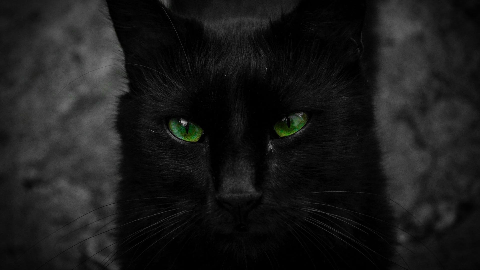 Black Cat Eye Wallpapers