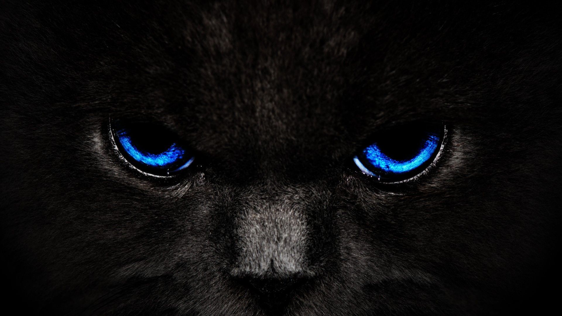 Black Cat Screensaver Wallpapers