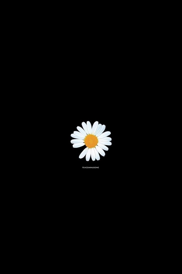 Black Daisy Wallpapers