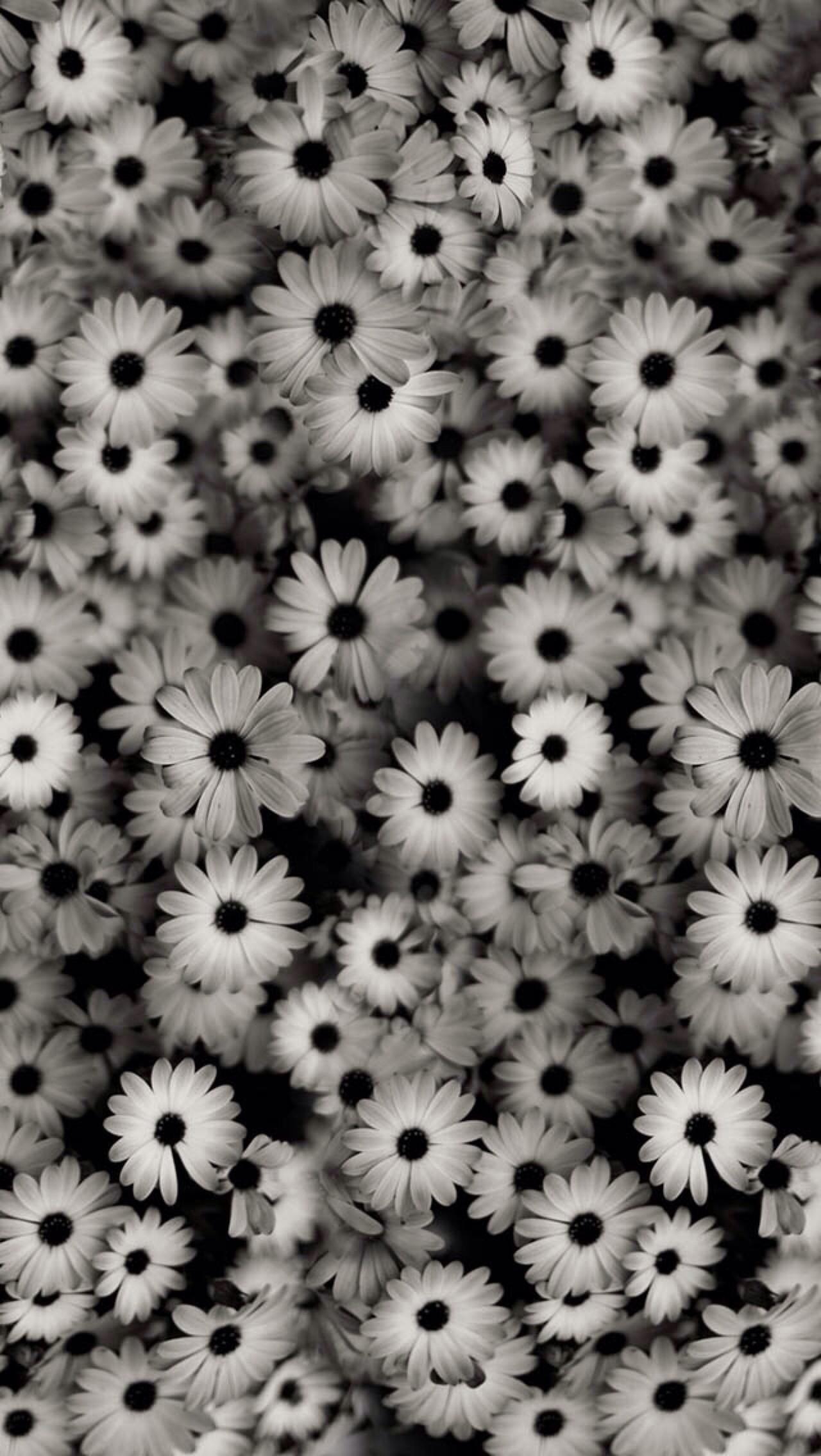 Black Daisy Wallpapers