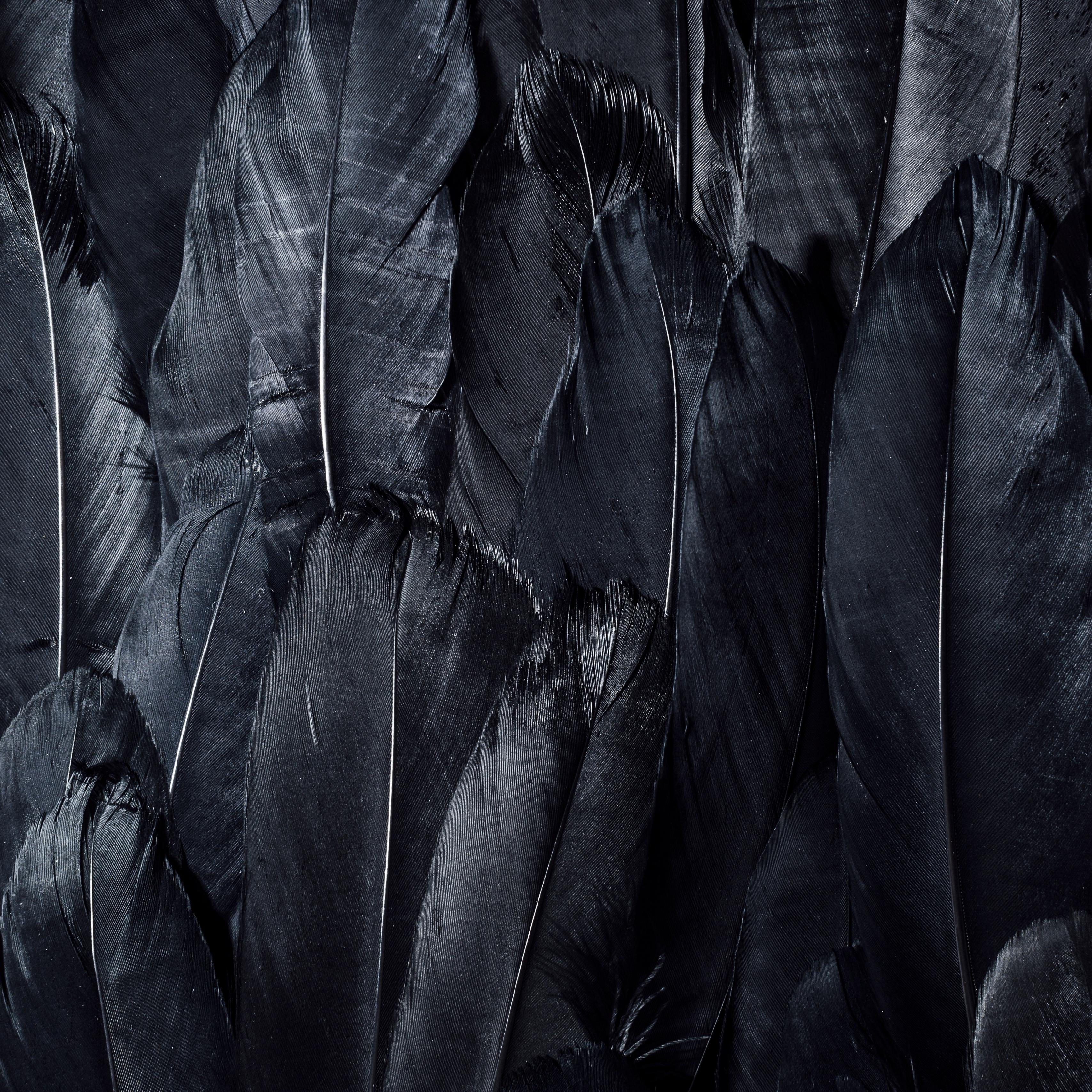 Black Feathers Wallpapers
