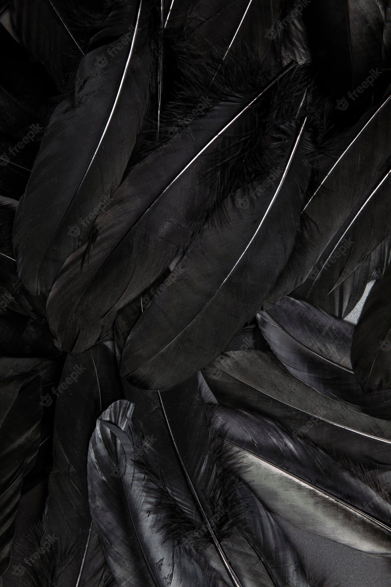 Black Feathers Wallpapers
