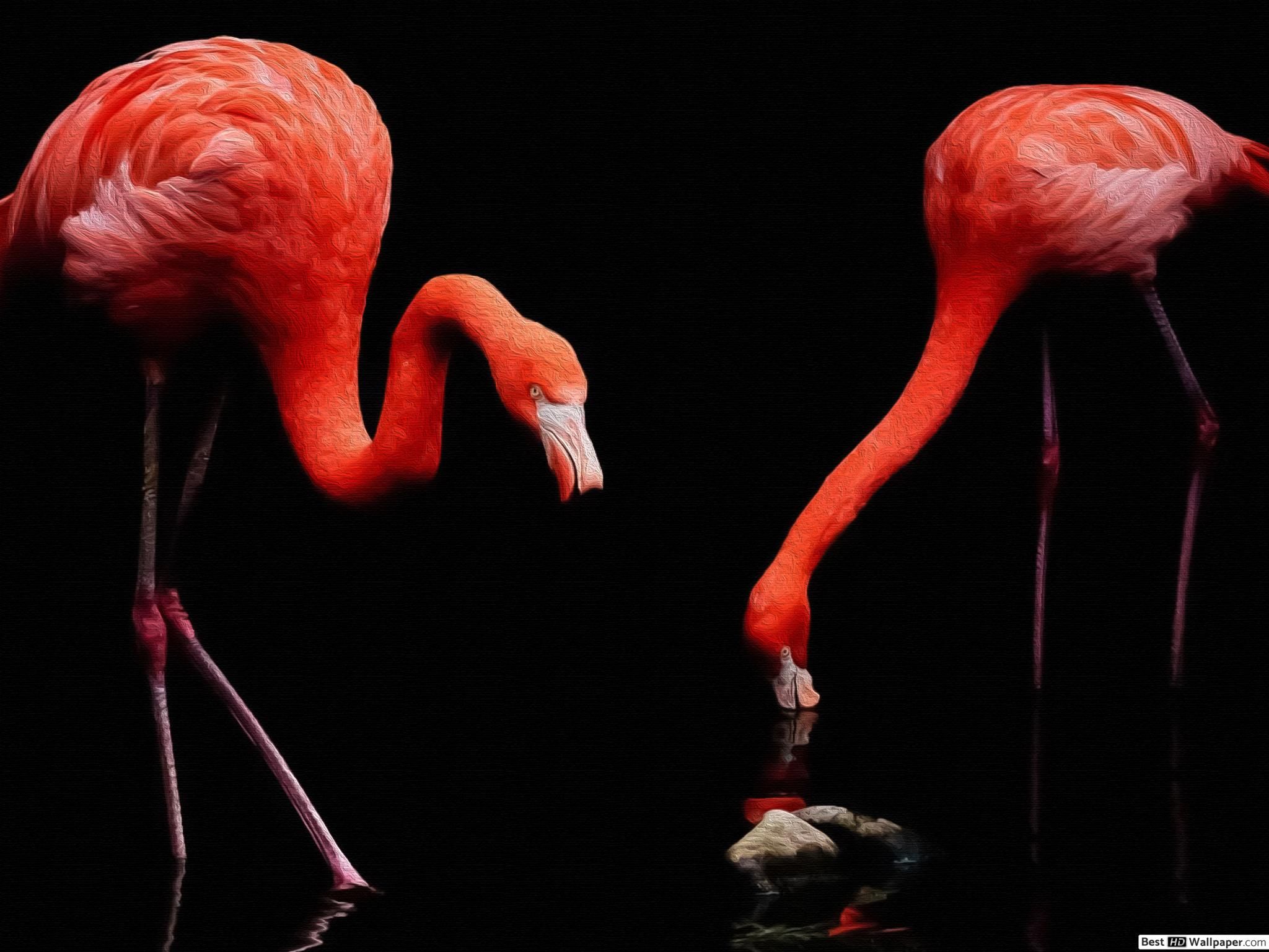 Black Flamingo Wallpapers