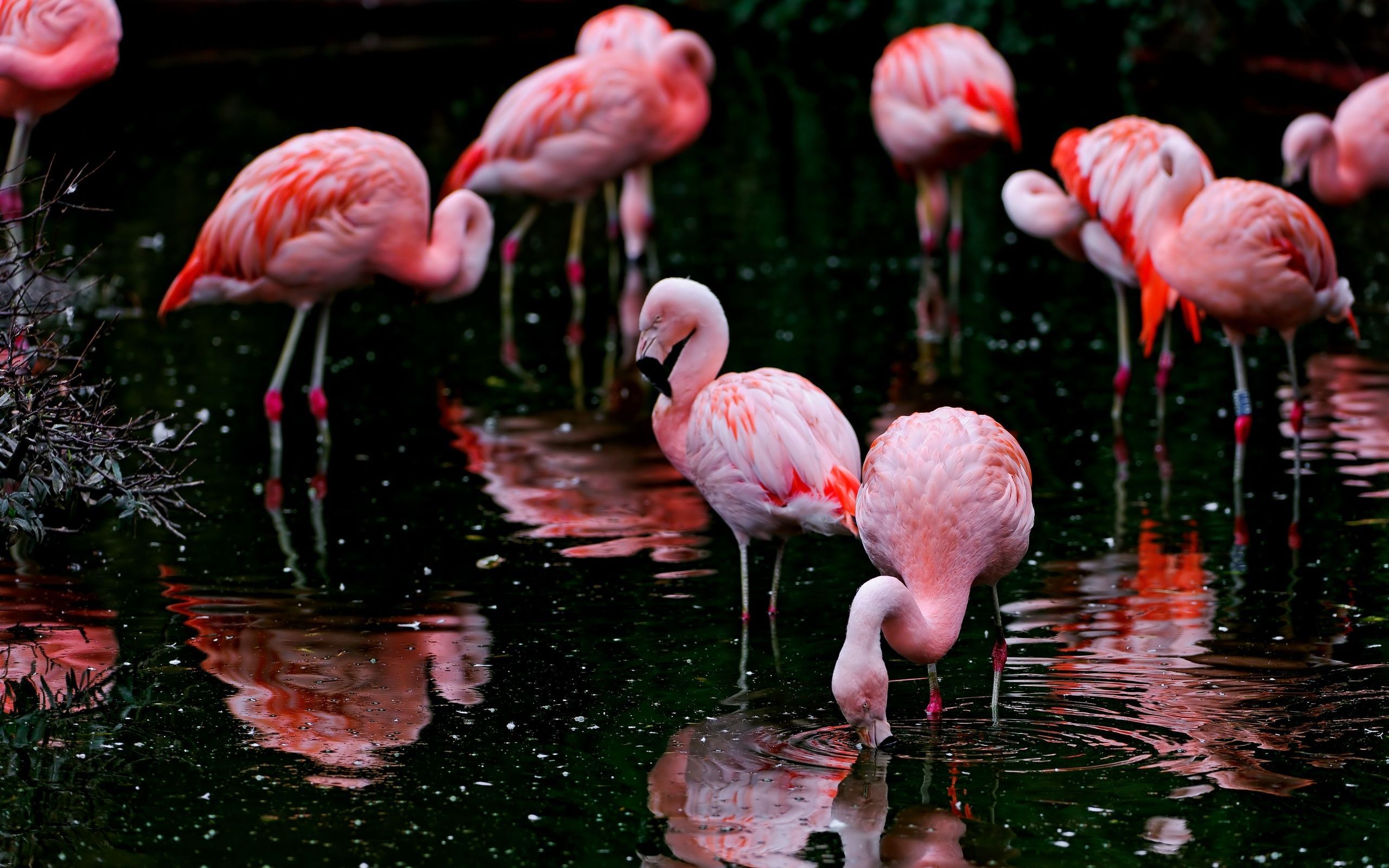 Black Flamingo Wallpapers