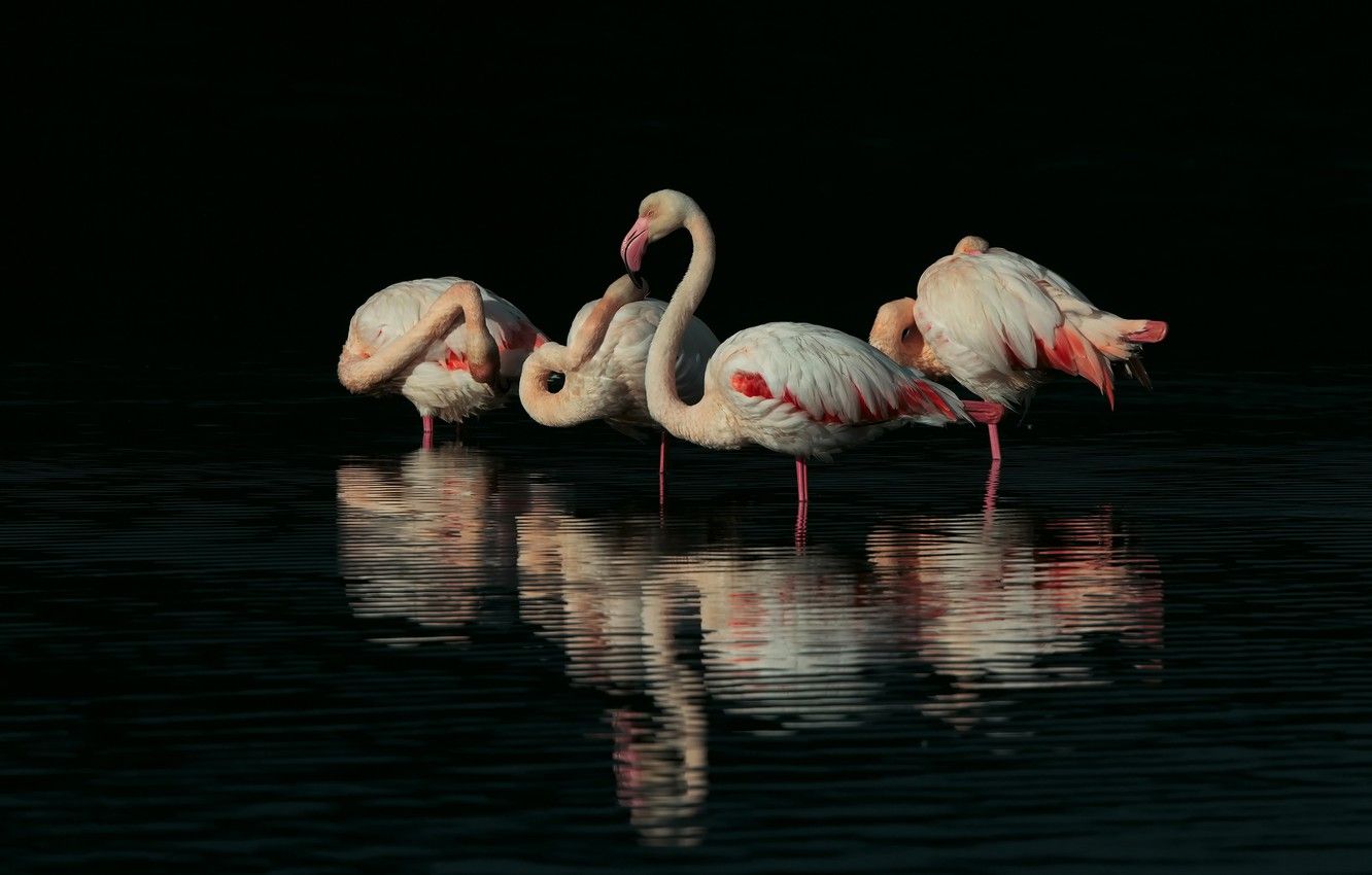 Black Flamingo Wallpapers