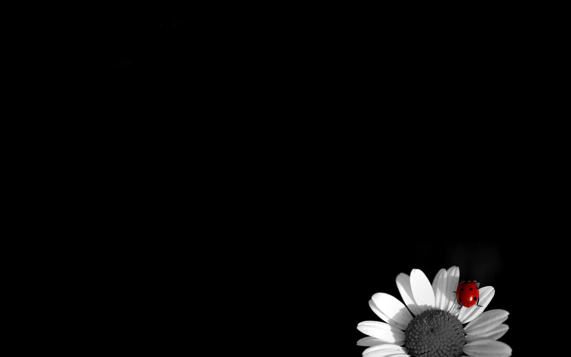 Black Flower Wallpapers