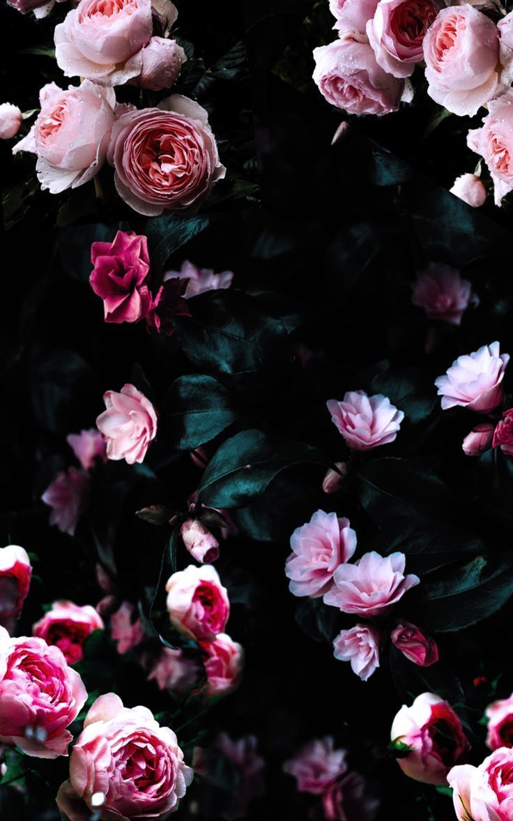Black Flowers Aesthetic Wallpapers