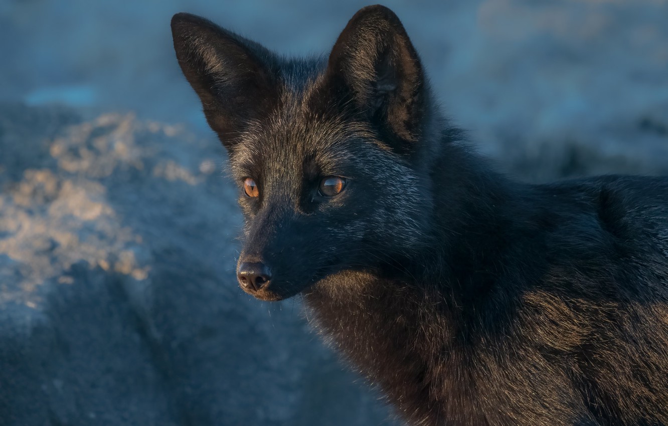 Black Fox Wallpapers