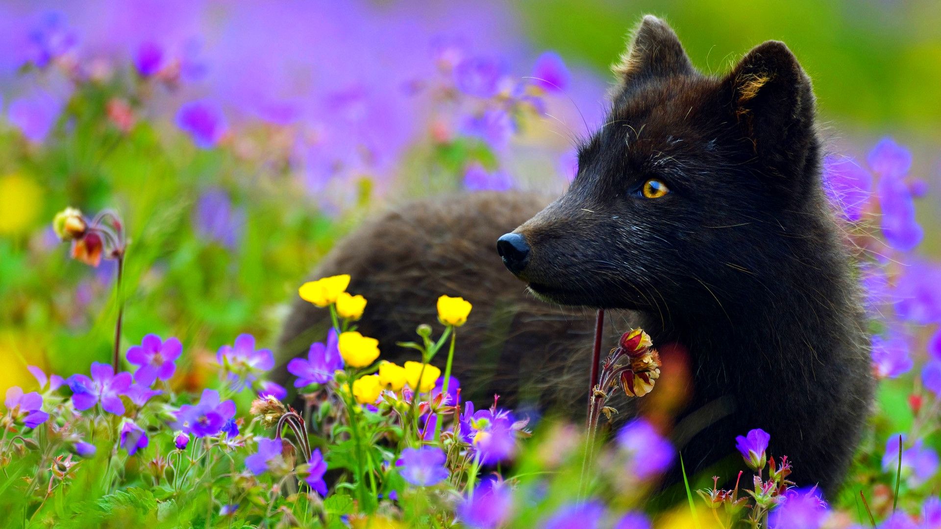 Black Fox Wallpapers