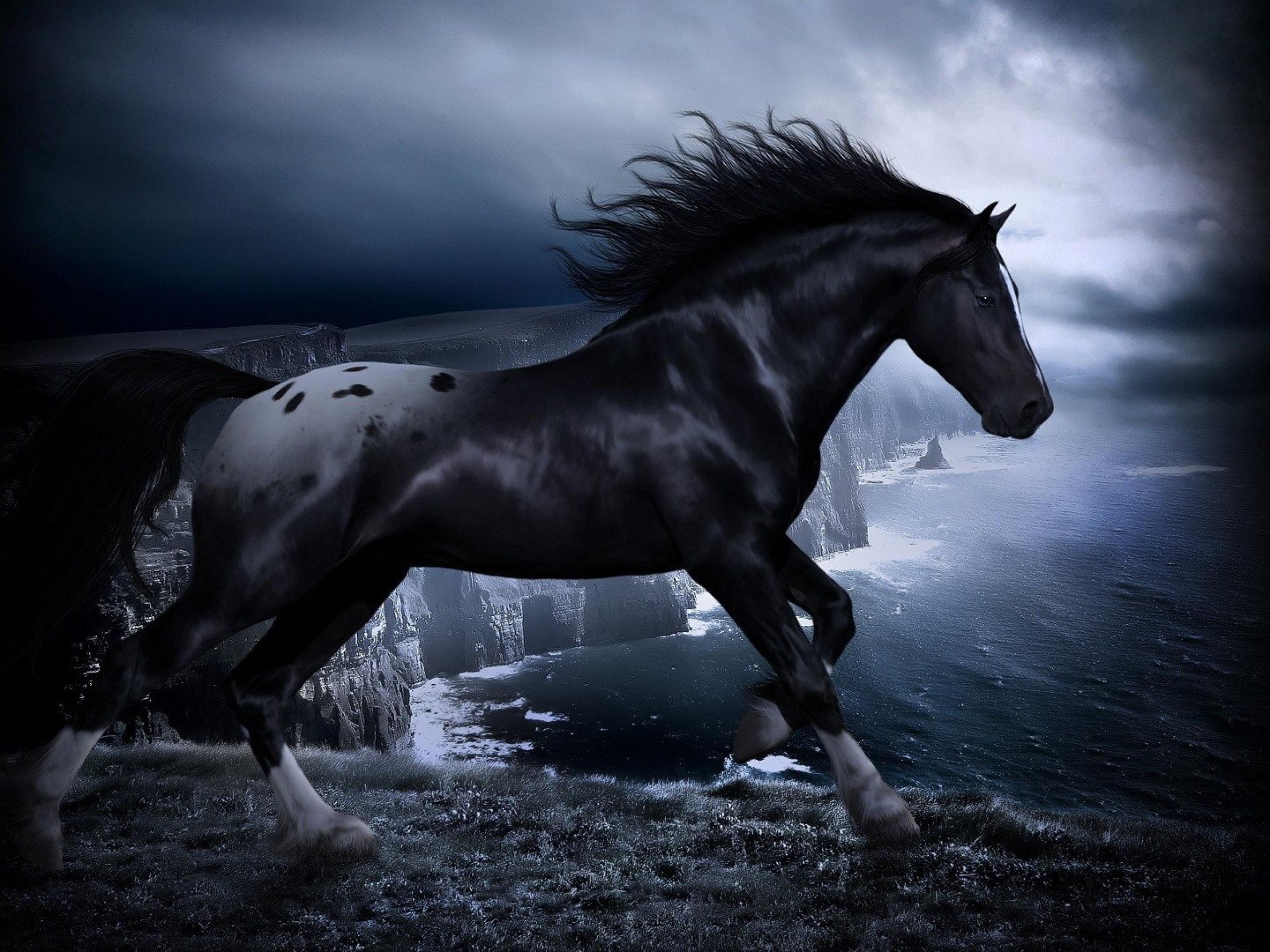 Black Horse Wallpapers