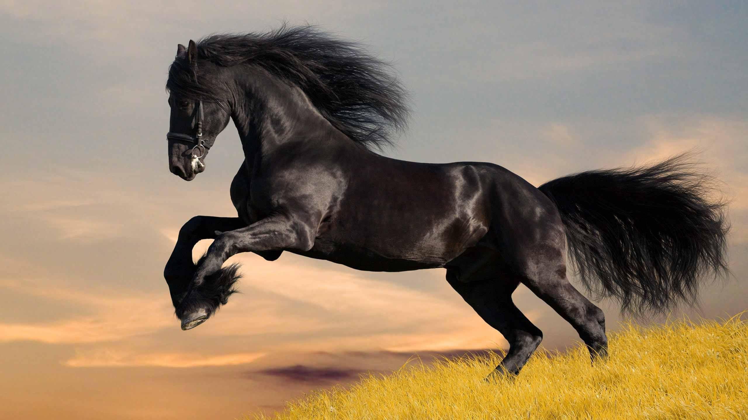 Black Horse Wallpapers