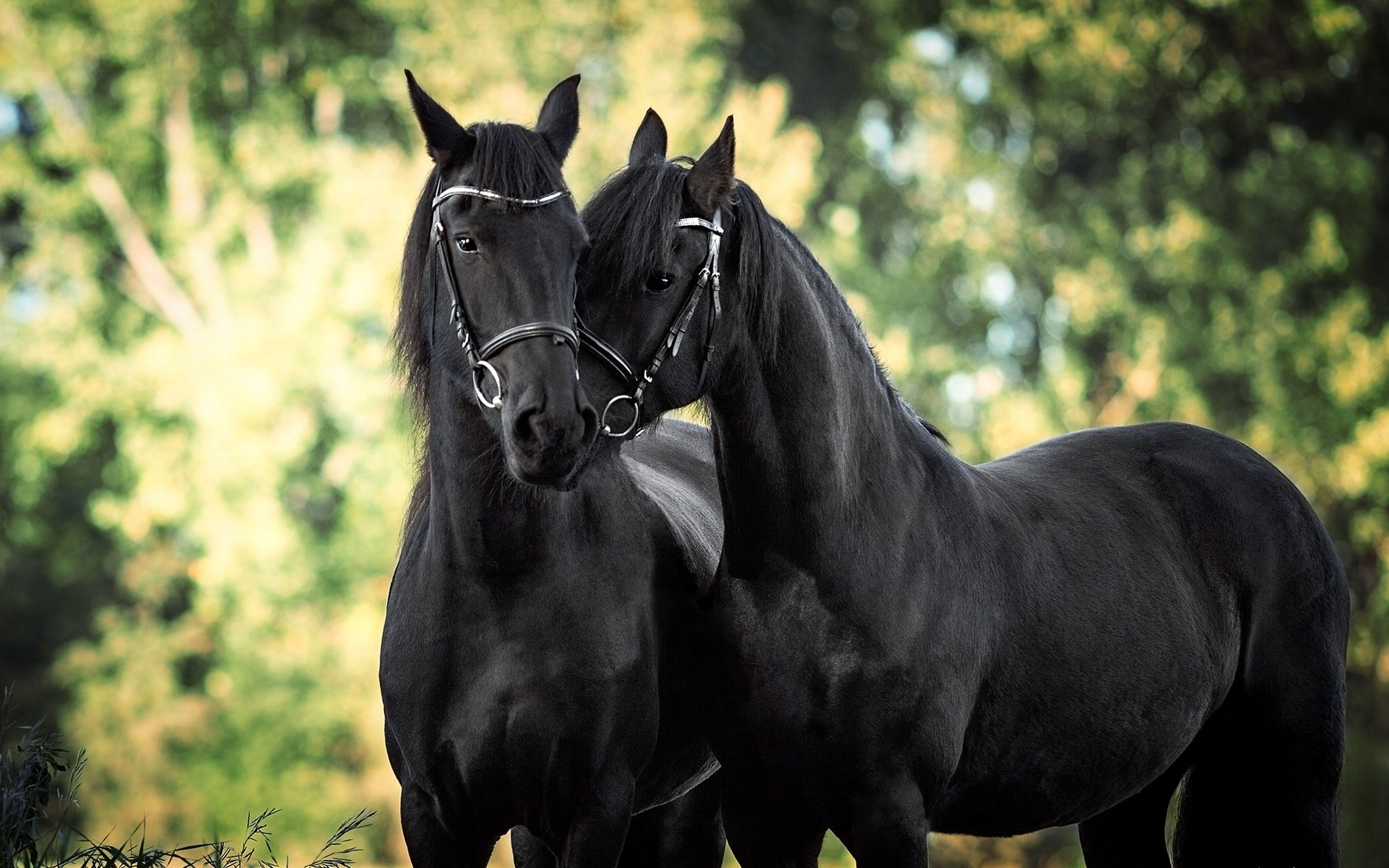 Black Horse Wallpapers