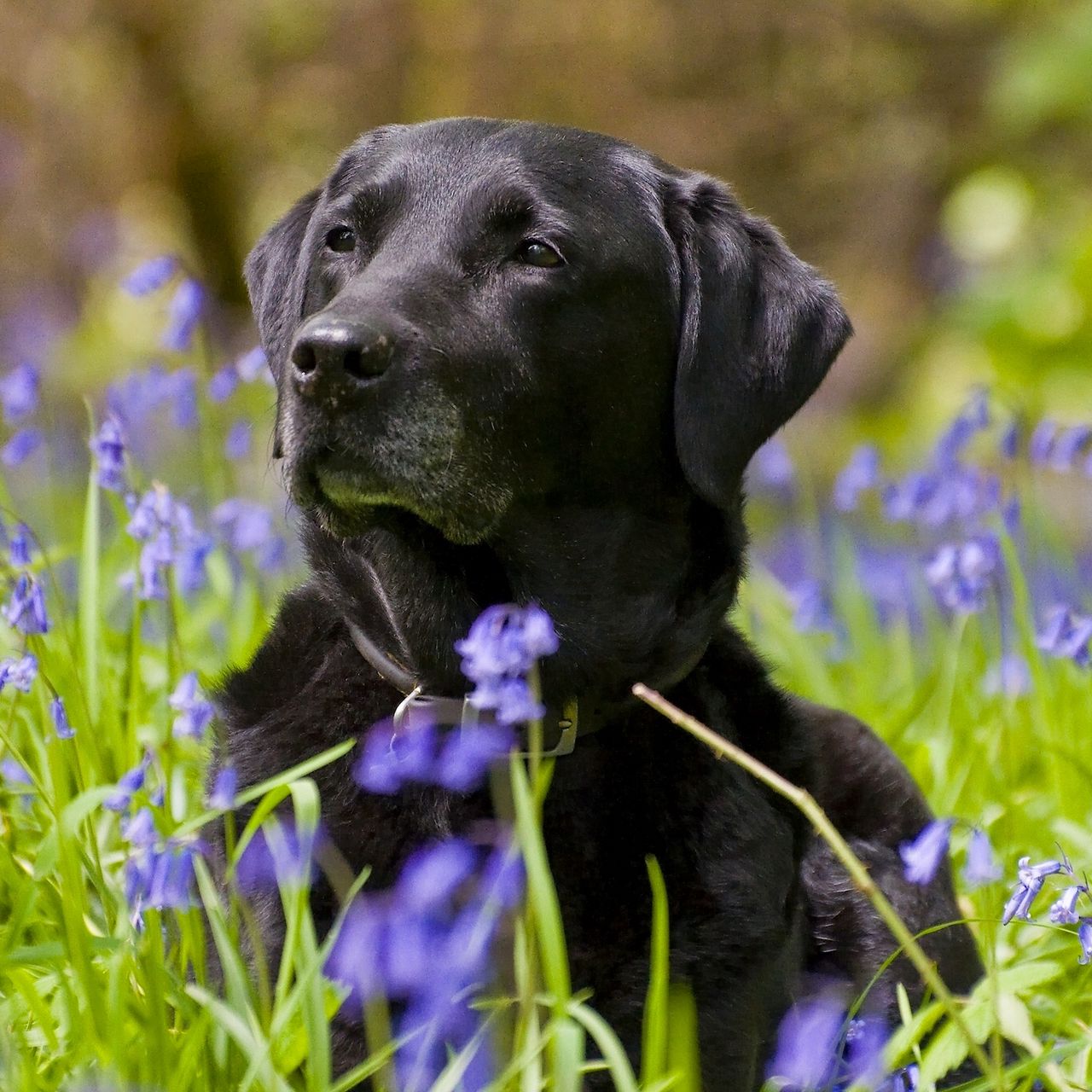 Black Lab Wallpapers