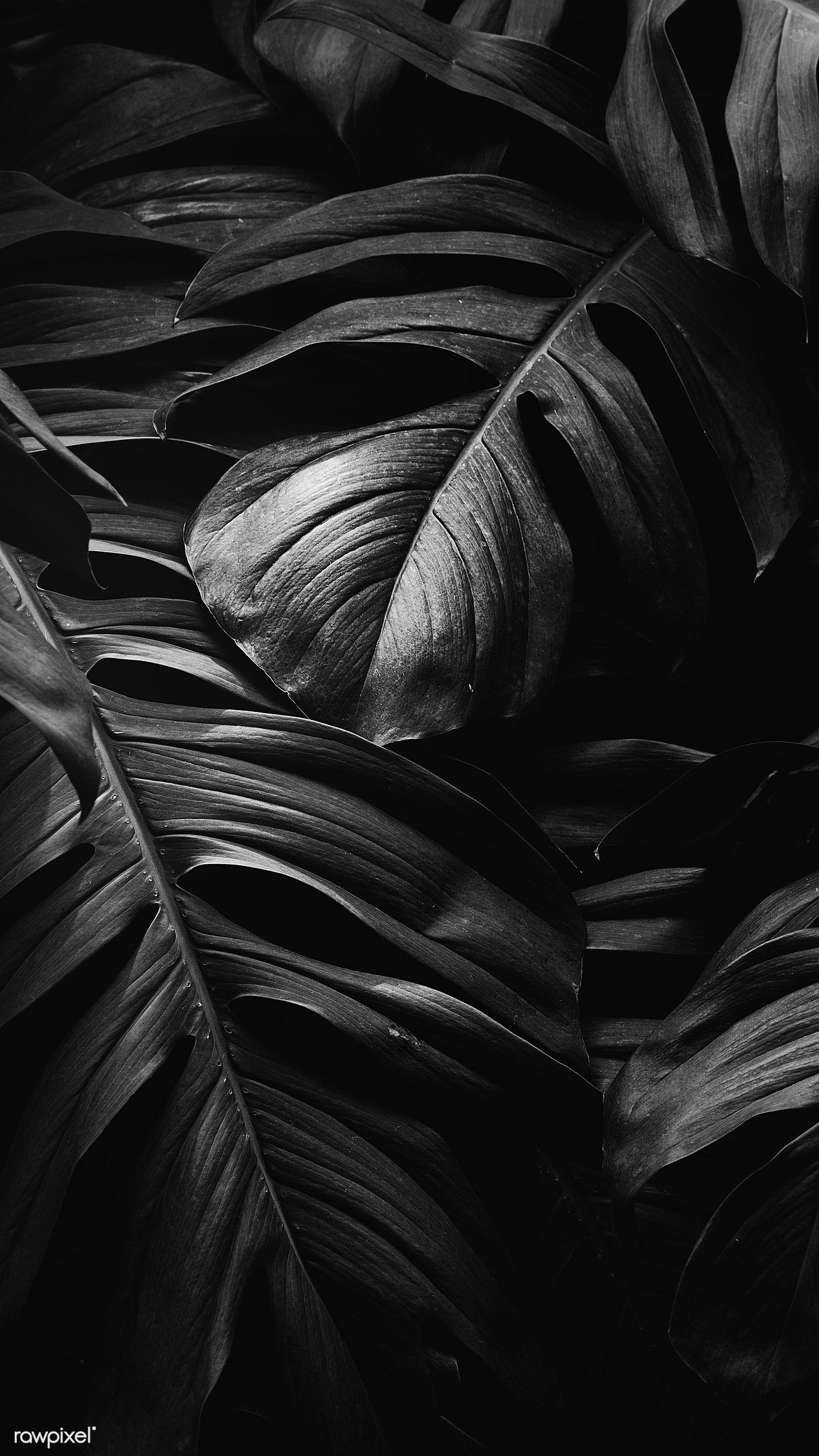 Black Leaves Wallpapers