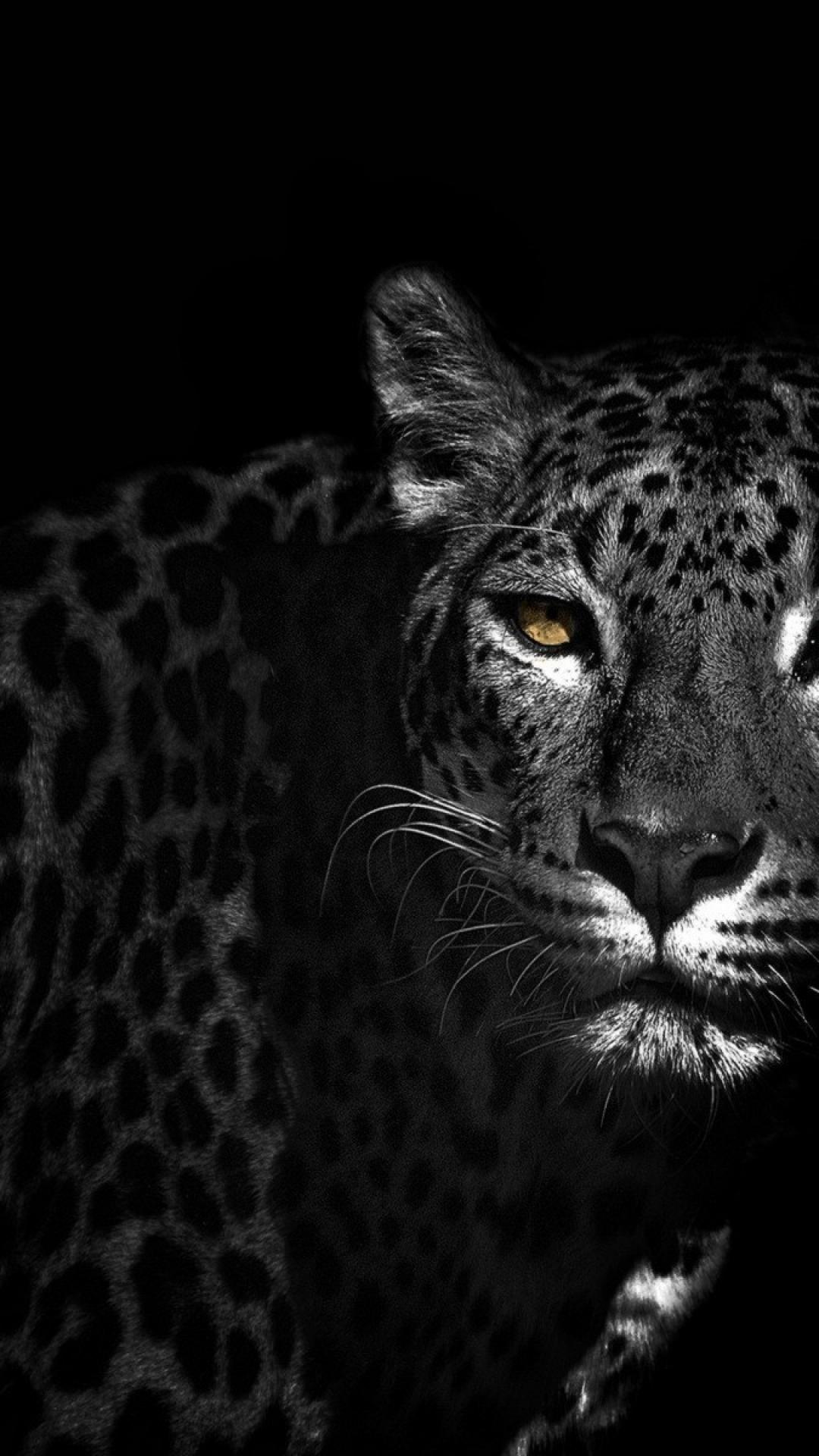 Black Leopard Iphone Wallpapers