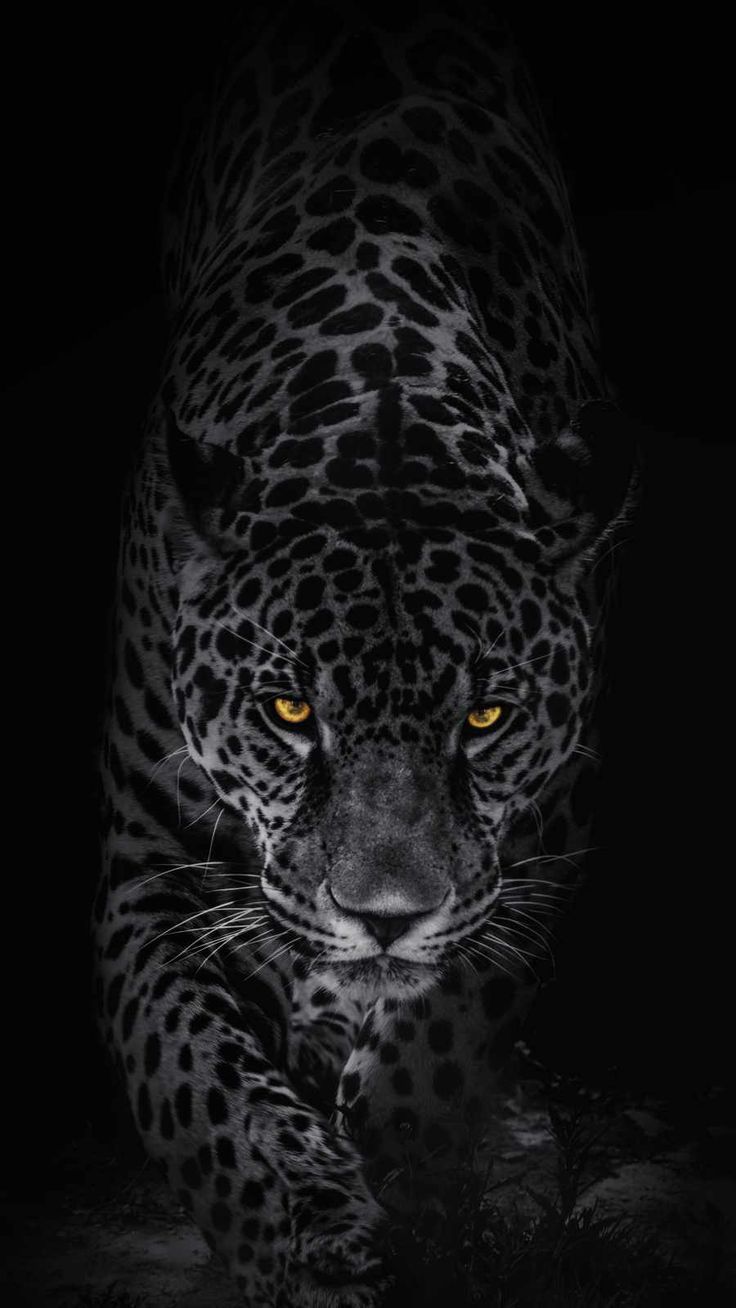 Black Leopard Iphone Wallpapers