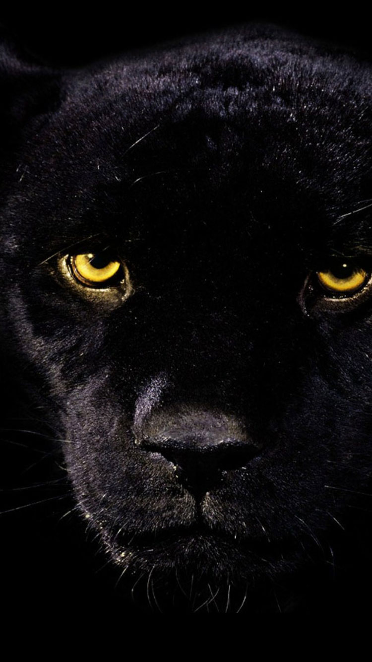 Black Leopard Iphone Wallpapers