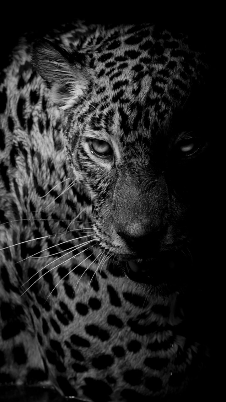 Black Leopard Iphone Wallpapers