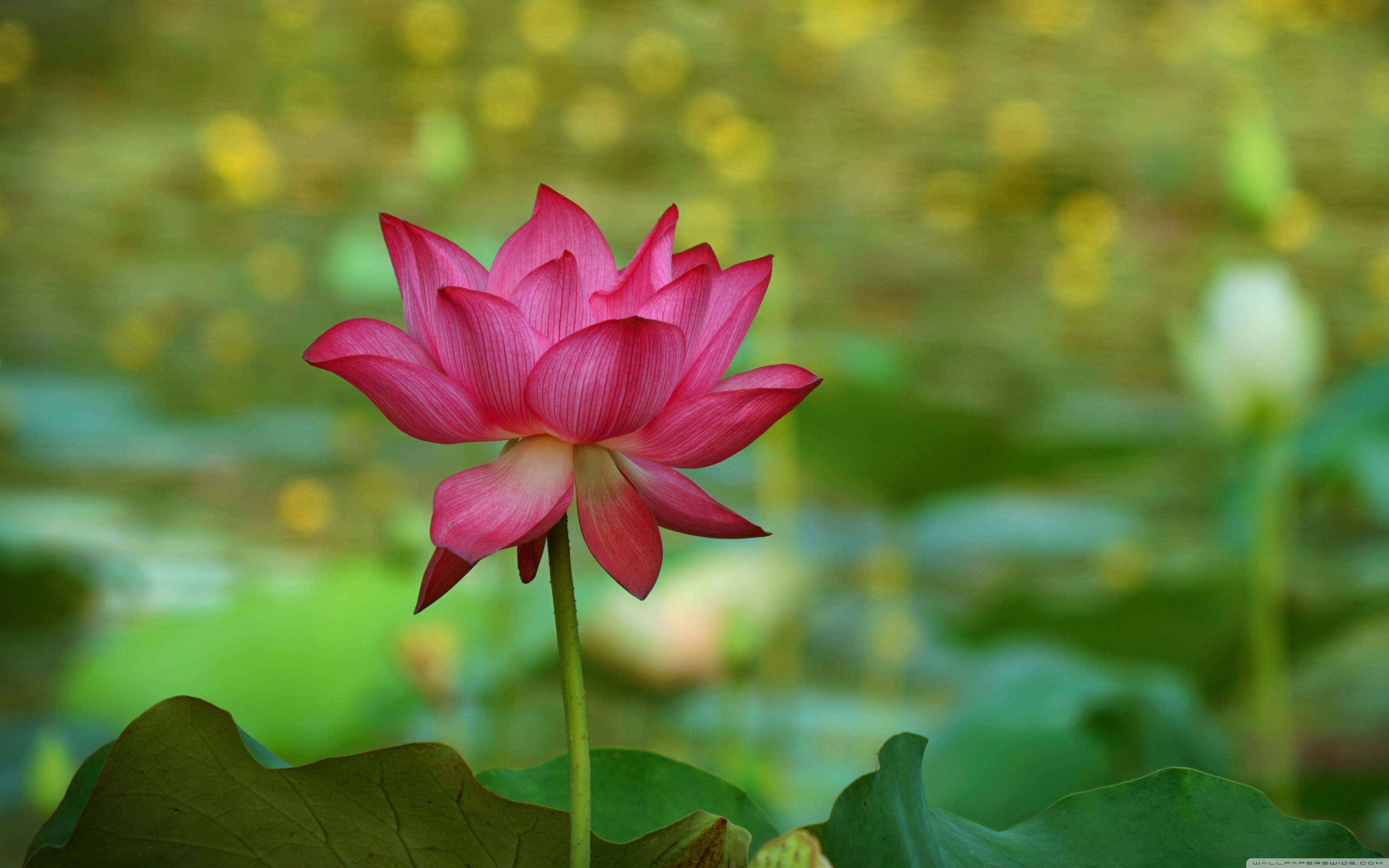 Black Lotus Wallpapers