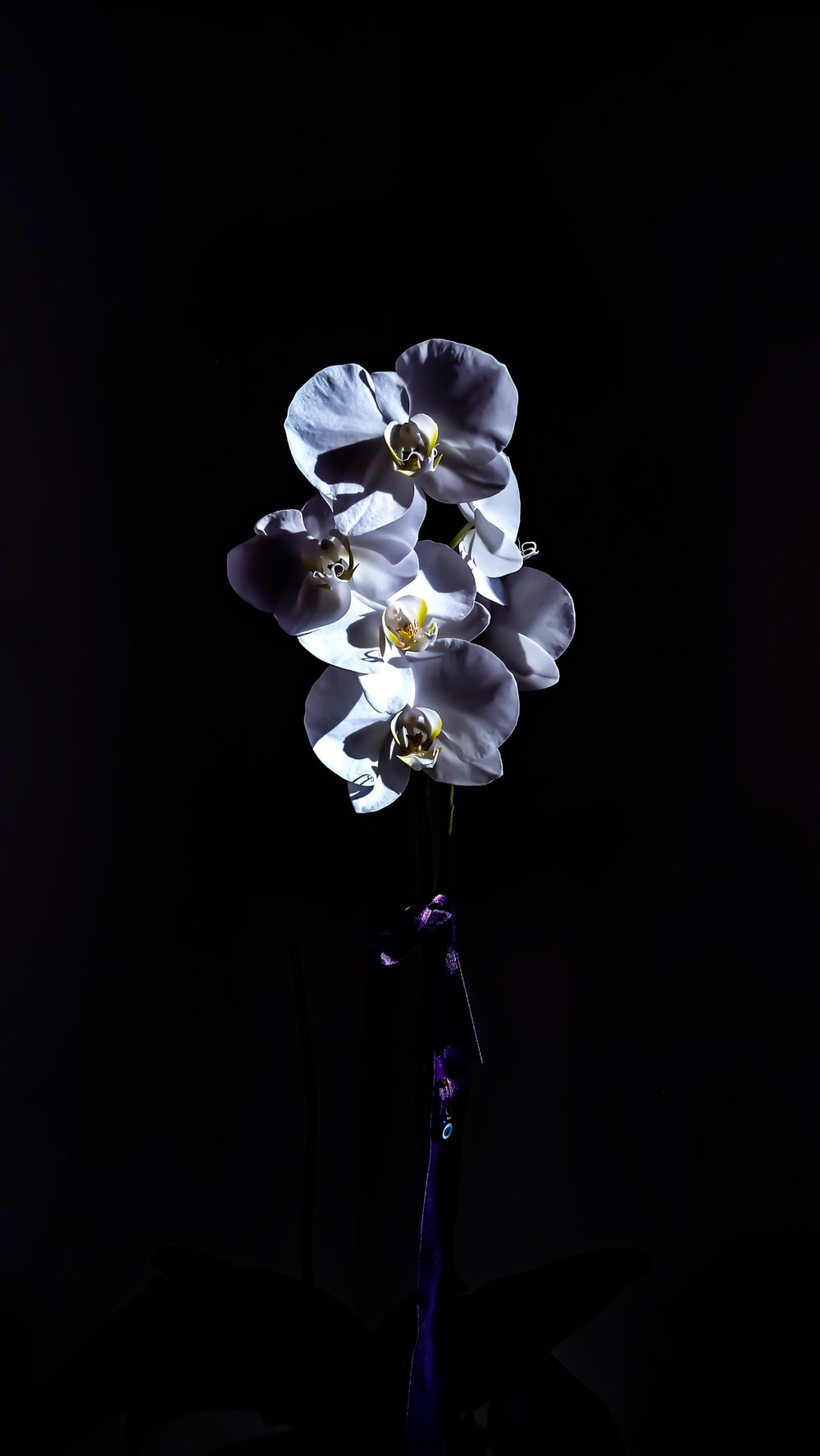 Black Orchid Wallpapers