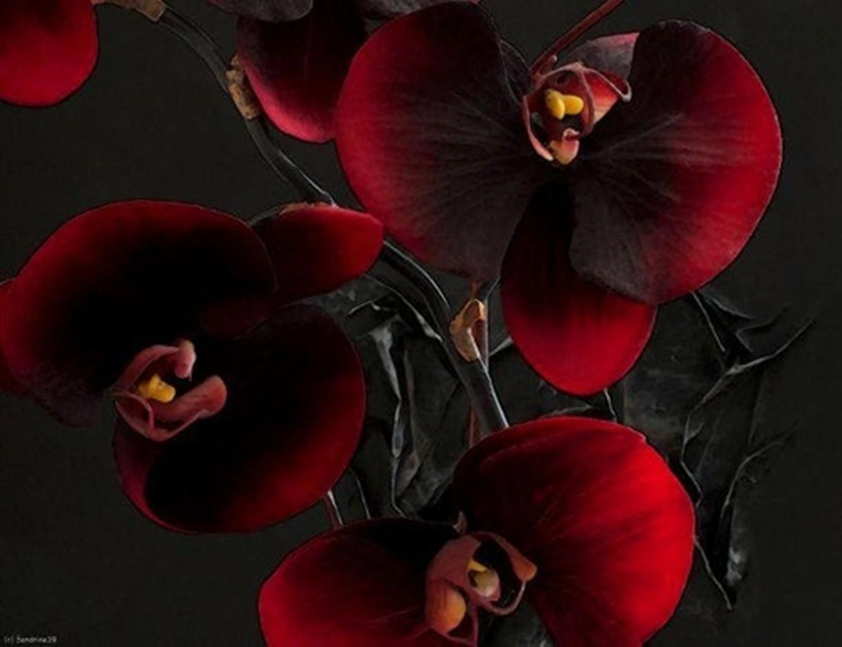 Black Orchid Wallpapers