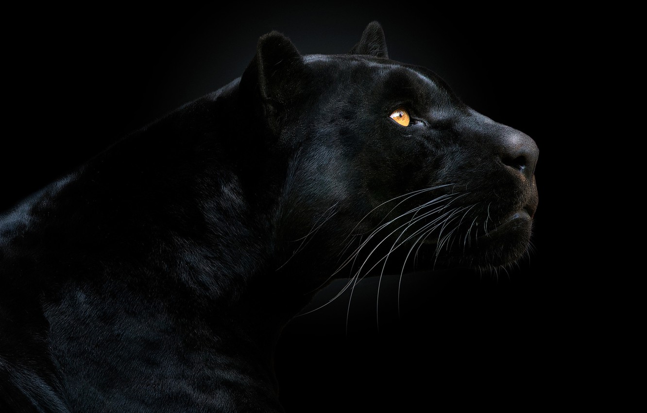 Black Panther Face Images Wallpapers
