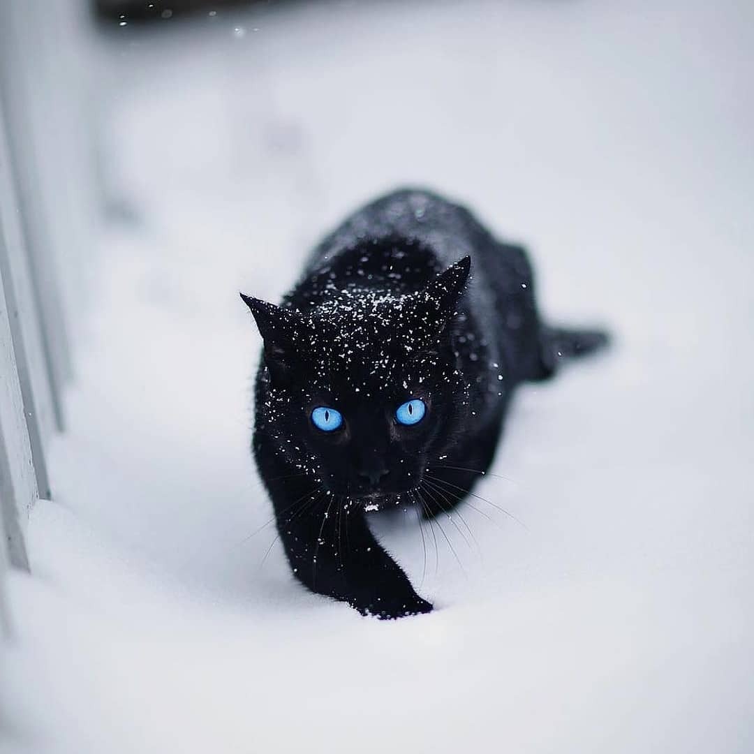 Black Panther In Snow Wallpapers