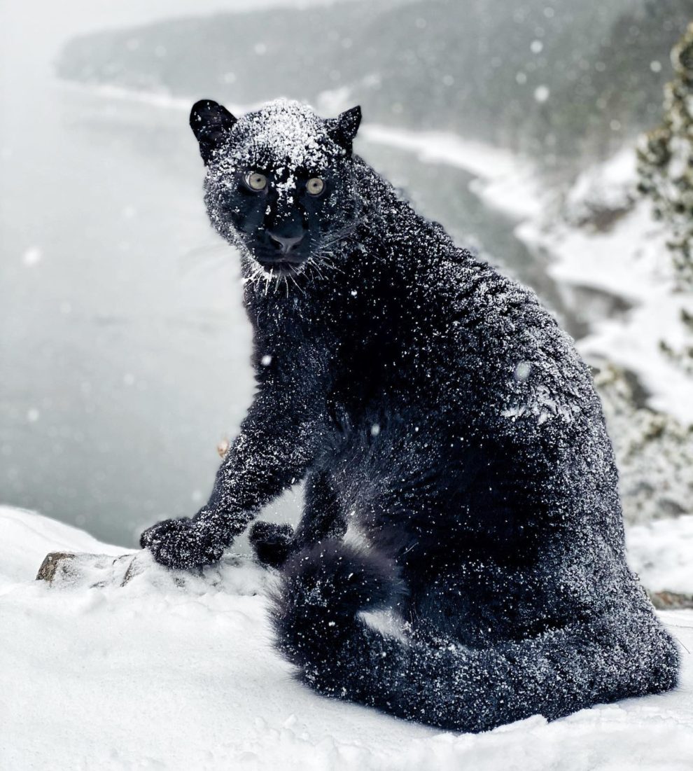 Black Panther In Snow Wallpapers