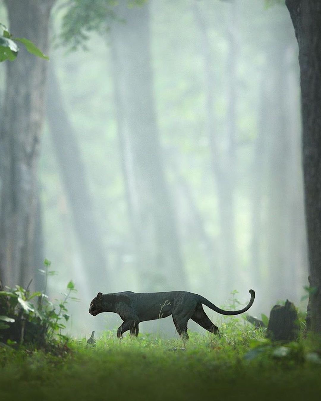 Black Panther In Snow Wallpapers