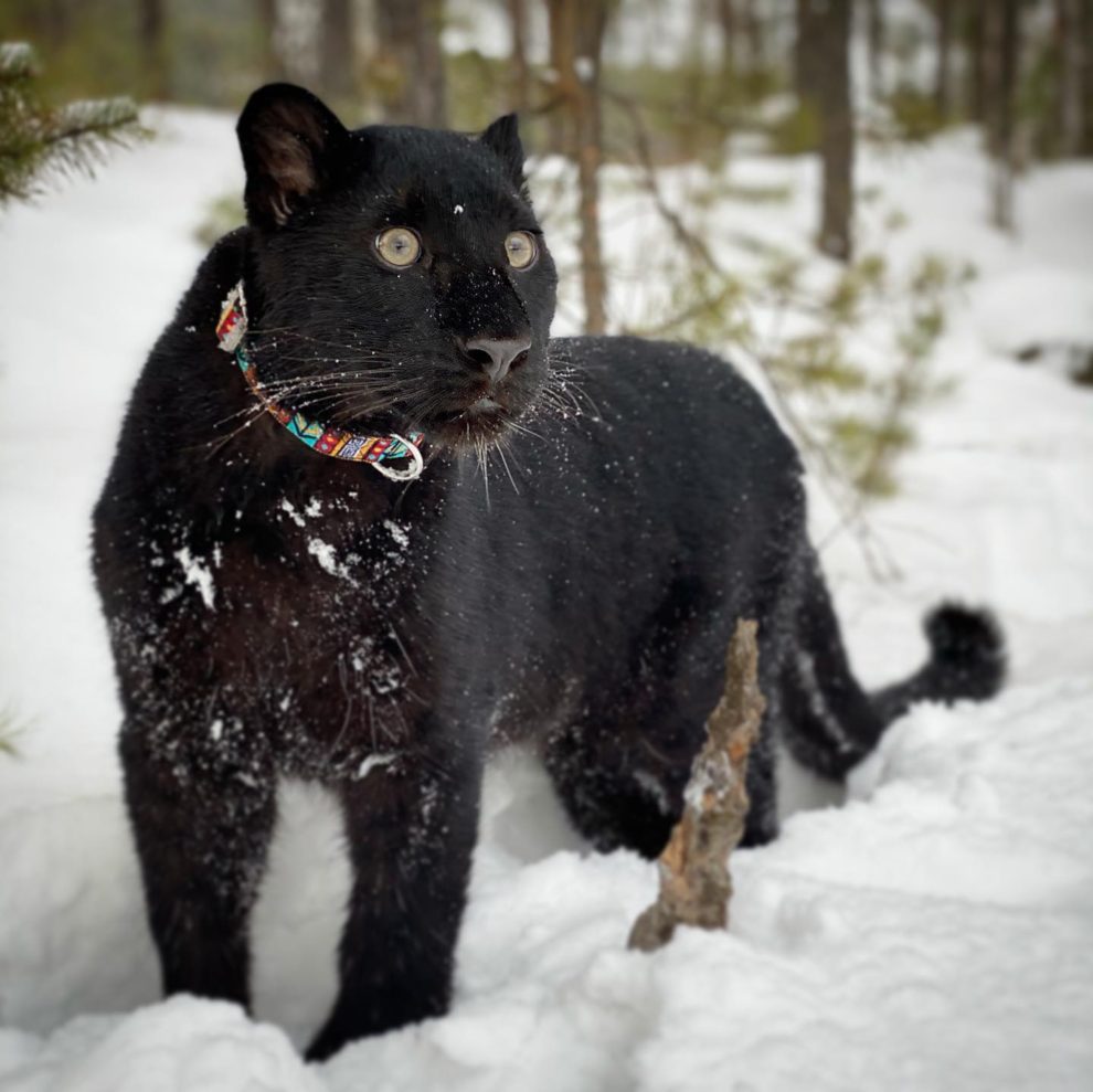 Black Panther In Snow Wallpapers