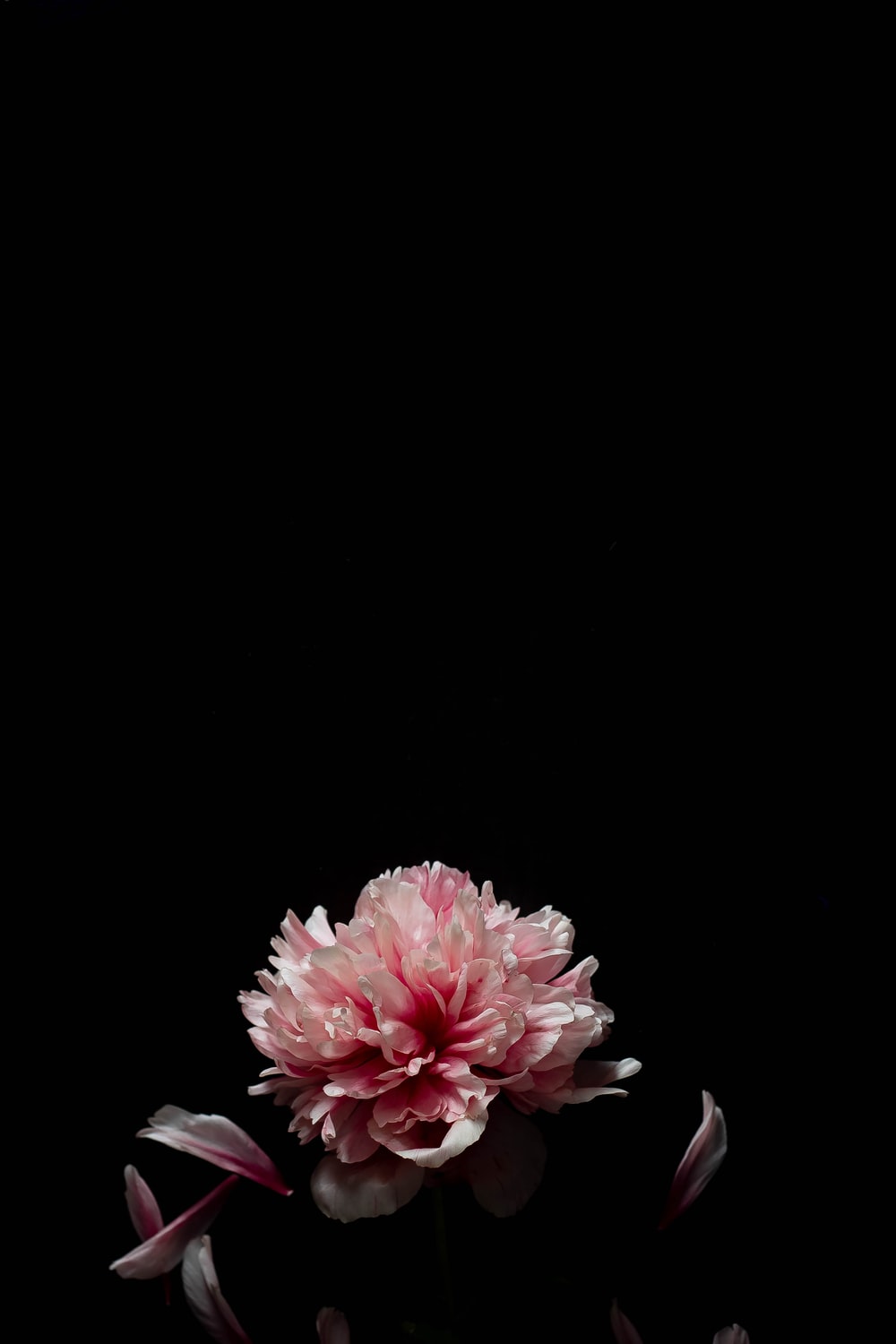 Black Pink Floral Wallpapers