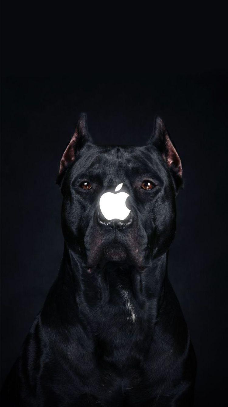 Black Pitbull Wallpapers