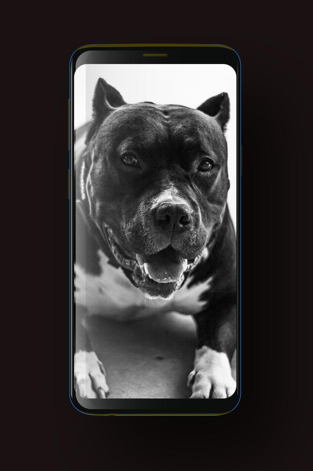 Black Pitbull Wallpapers