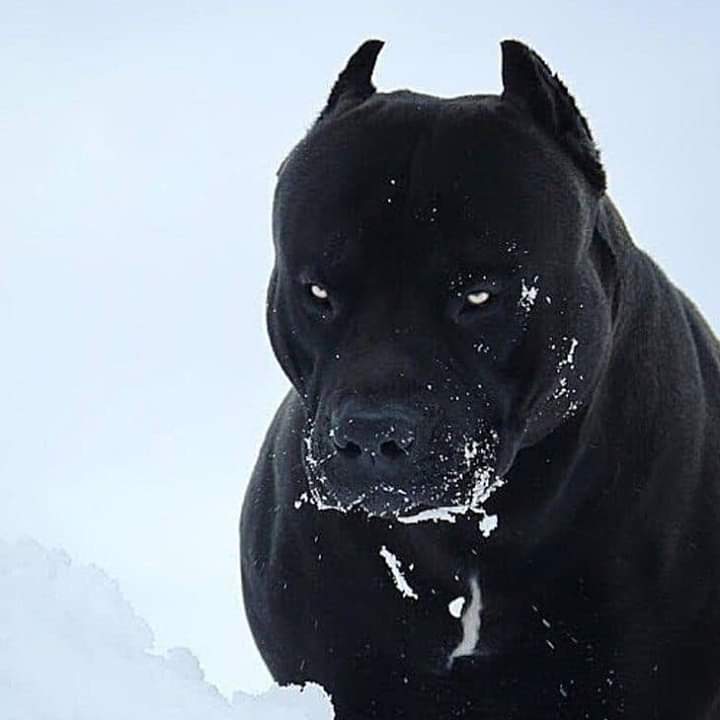 Black Pitbull Wallpapers