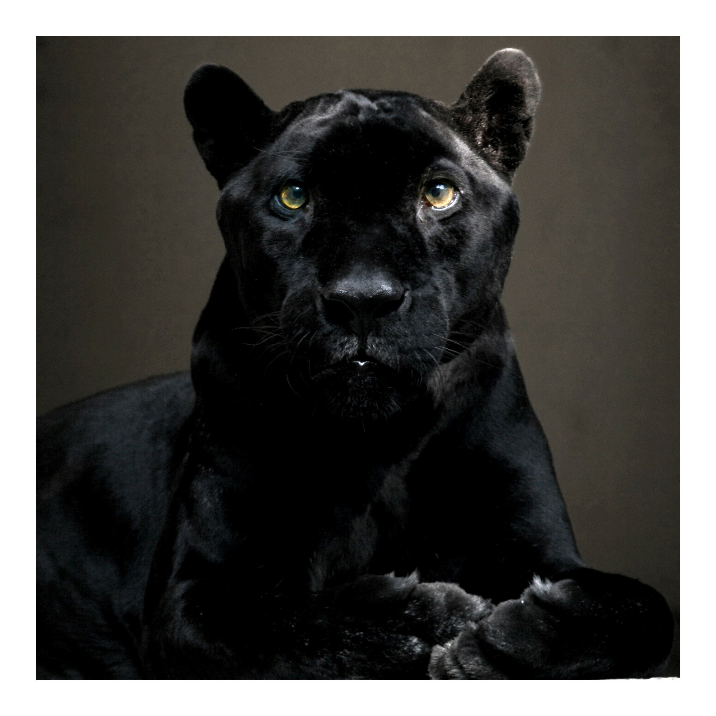 Black Puma Pictures Wallpapers
