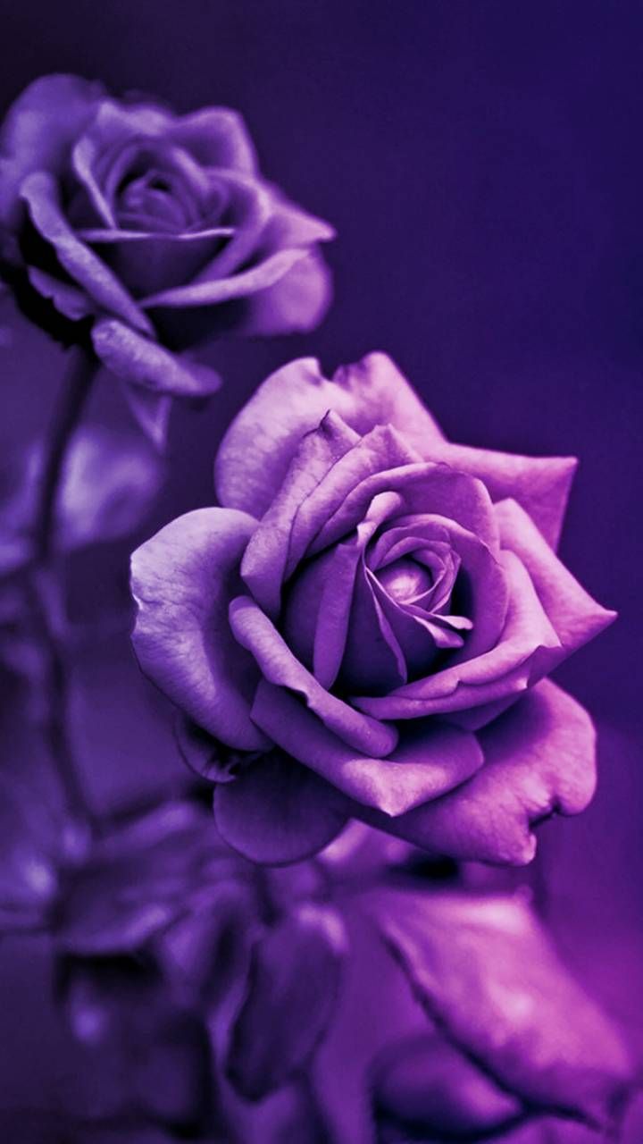 Black Purple Rose Wallpapers