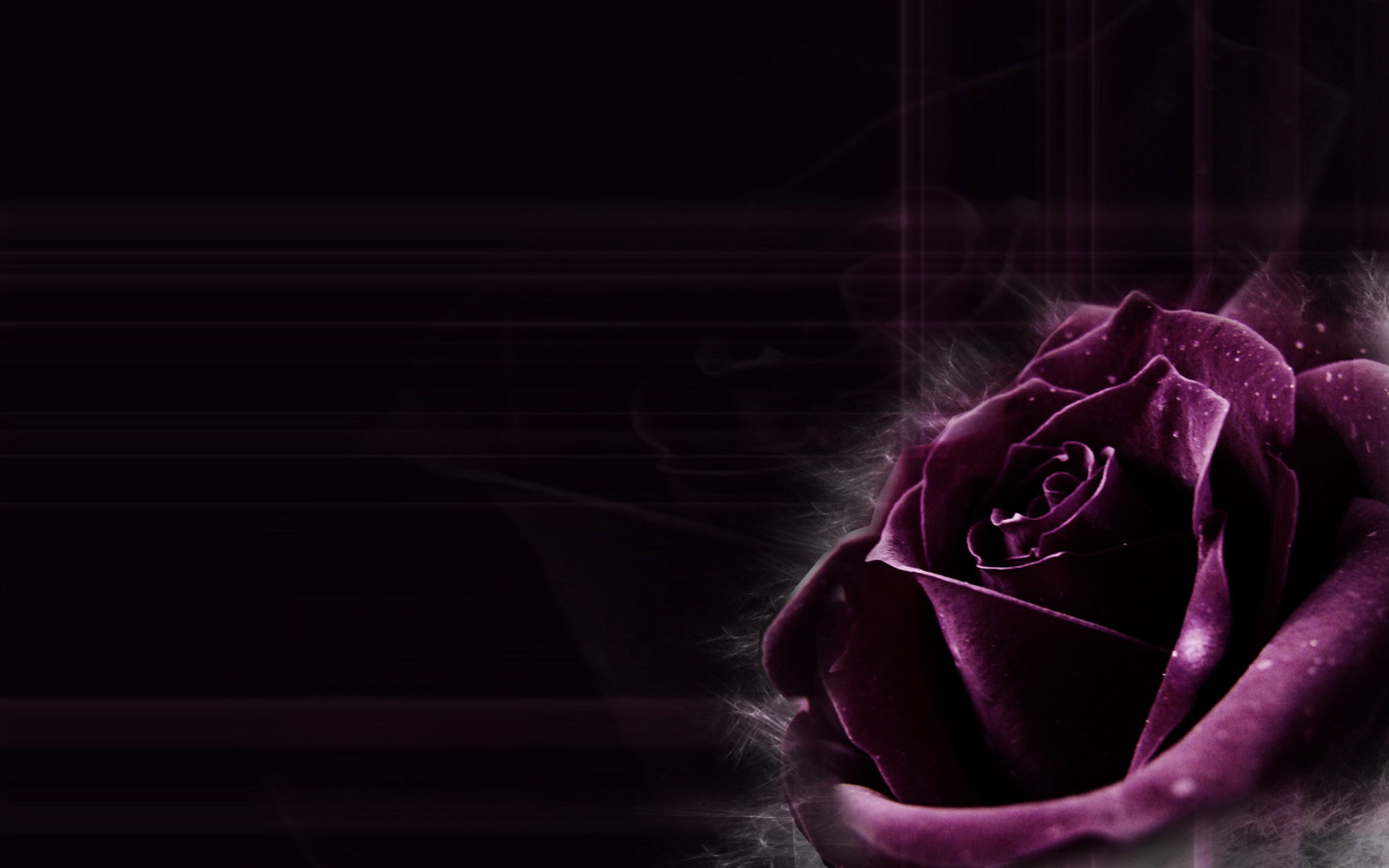 Black Purple Rose Wallpapers