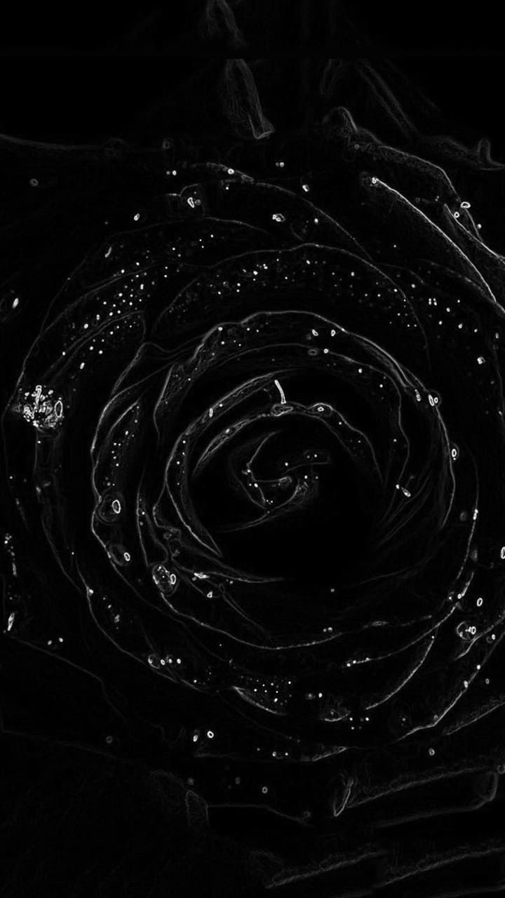 Black Rose Hd For Mobile Wallpapers