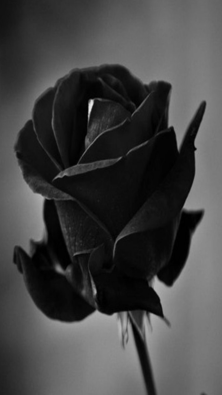 Black Rose Hd For Mobile Wallpapers