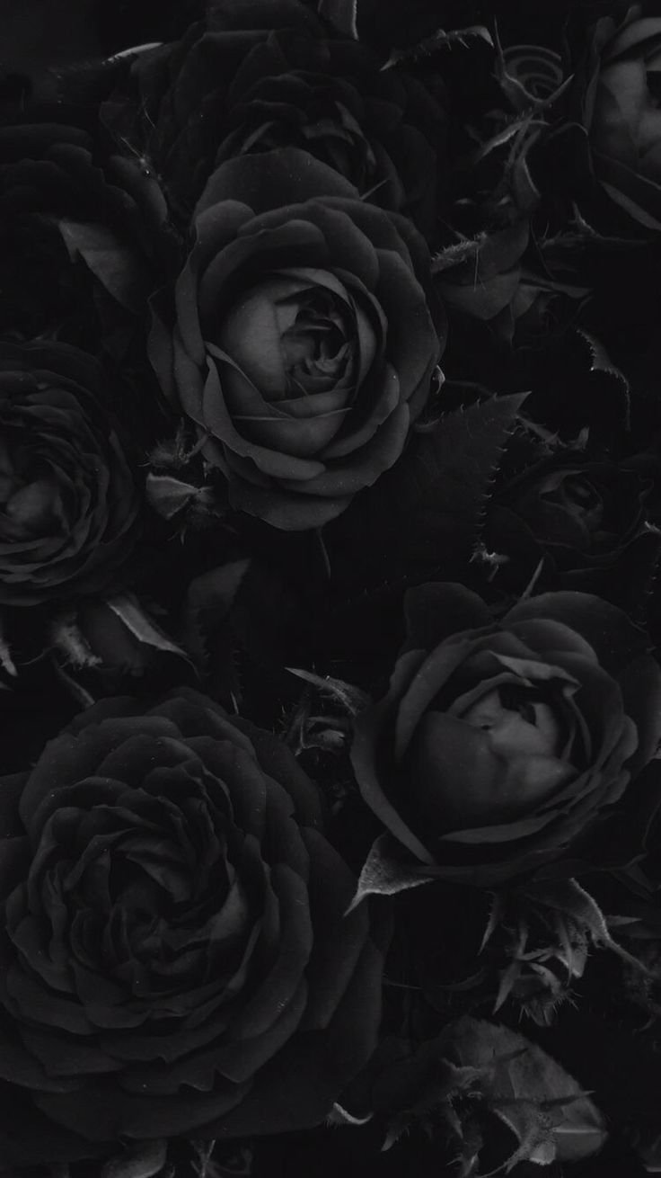 Black Roses Wallpapers