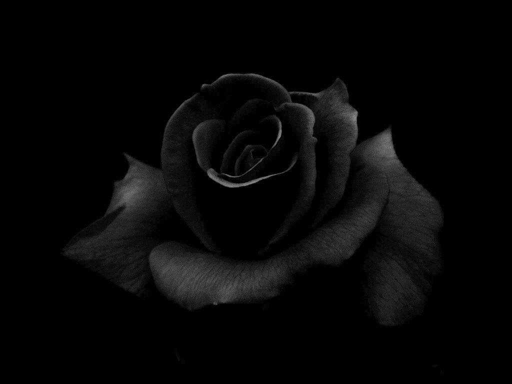 Black Roses Wallpapers