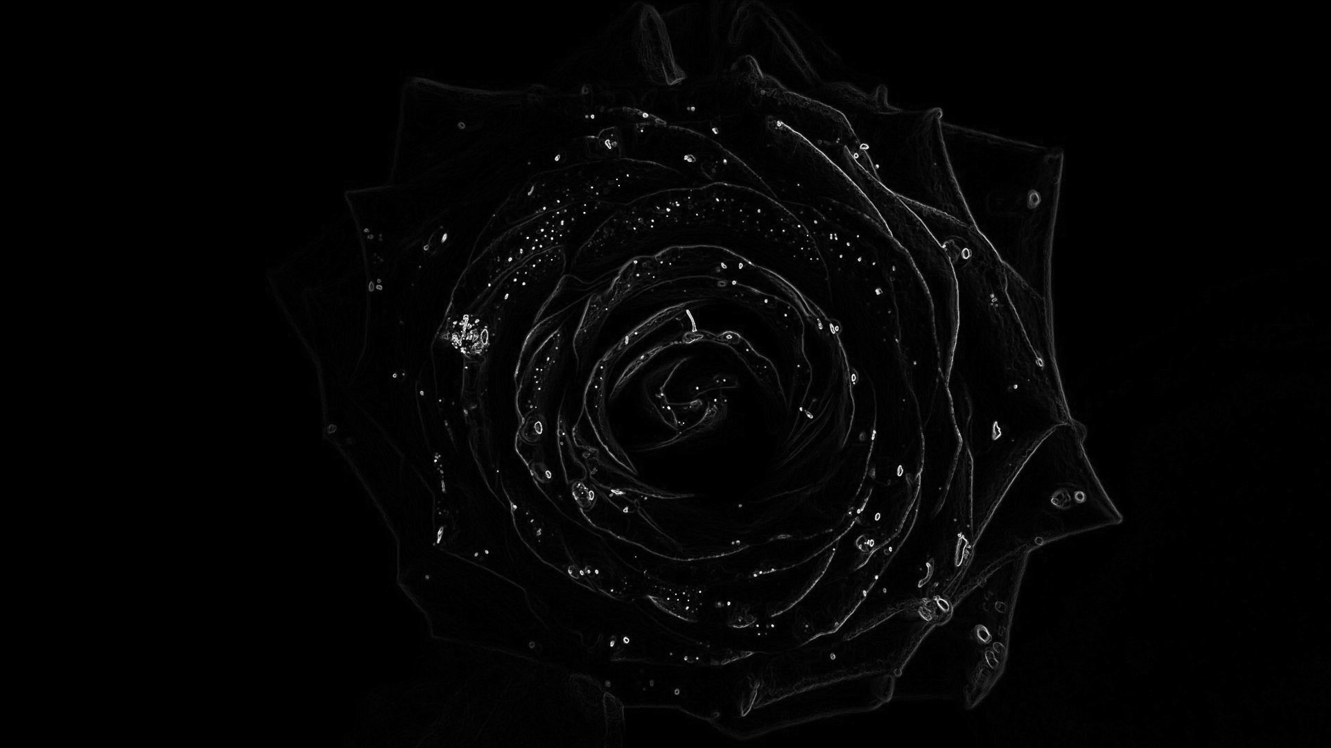 Black Roses Wallpapers